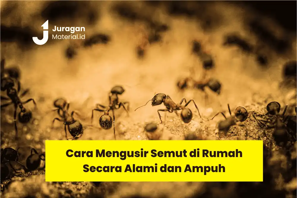 Cara Mengusir Semut -  Juraganmaterial.png